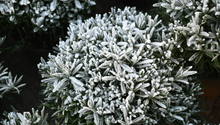What to do in the Garden in January: How to Keep Your Thumb Green in Winter 