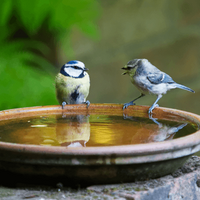 Garden maintenance