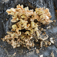 Pests and diseases