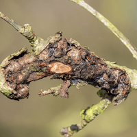 4. Cankers