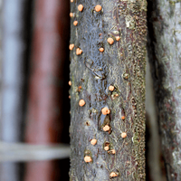 3. Coral Spot
