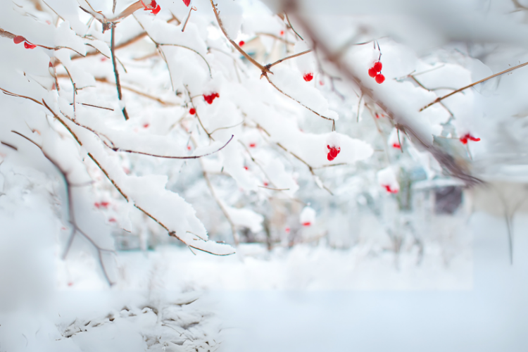 January Gardening Jobs
