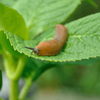 Pests and diseases
