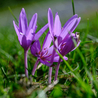Autumn crocus