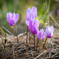 Autumn cyclamen
