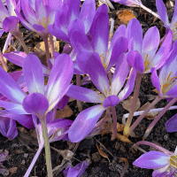 Colchicum