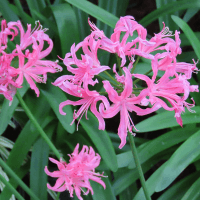 Nerine