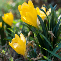 Sternbergia
