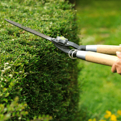 Top garden jobs to do in October