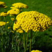 Achillea