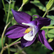 Aquilegia