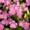 Campanula