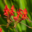 Crocosmia