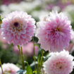 Dahlias