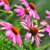 Echinacea