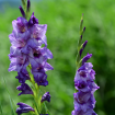 Gladiolus