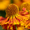 Helenium