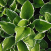 Hostas
