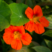 Nasturtium