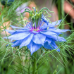 Nigella