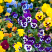 Pansies