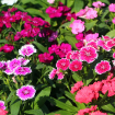 Sweet William