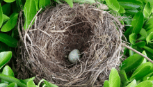 Garden Jobs in June: Making the Most of the Summer Sun