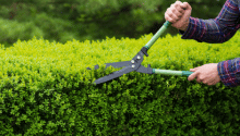 Garden Jobs in June: Making the Most of the Summer Sun