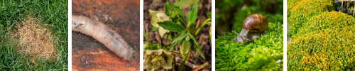 Pests and diseases
