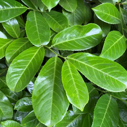 Cherry Laurel Hedge