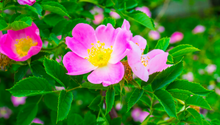 Garden Jobs in March: How to Prepare Your Garden for Spring