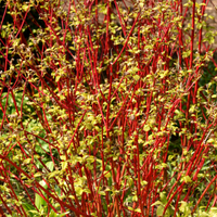 3. Prune dogwood