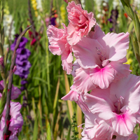 Gladiolus
