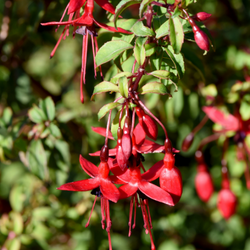 2. Prune Shrubs