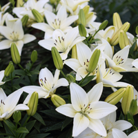 Lilies