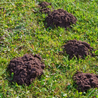 4. Molehills