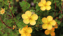 Garden Jobs in March: How to Prepare Your Garden for Spring