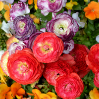 Ranunculus