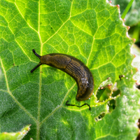 Pests and diseases