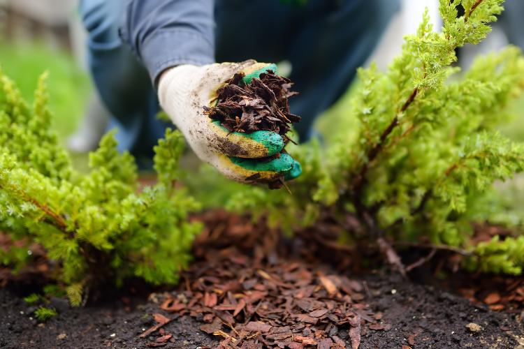March Gardening Jobs