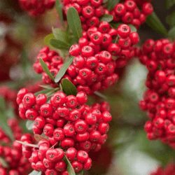 2. Pruning