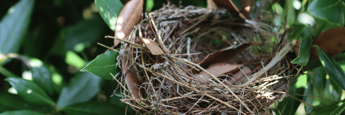 Nest in hedge