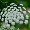Ammi majus