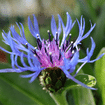 Centaurea cyanus