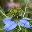 Nigella damascena