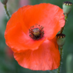 Papaver rhoeas