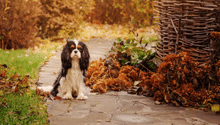 What to Do in the Garden in November: How to Prepare for Winter