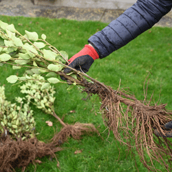 Top garden jobs to do in November