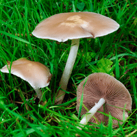 Pests and diseases
