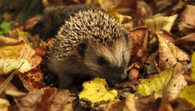 What to Do in the Garden in November: How to Prepare for Winter